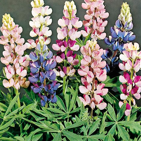 Lupin Pixie Delight - Seeds