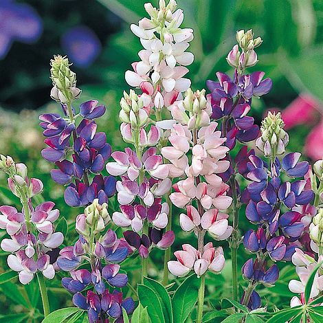 Lupin Pixie Delight - Seeds