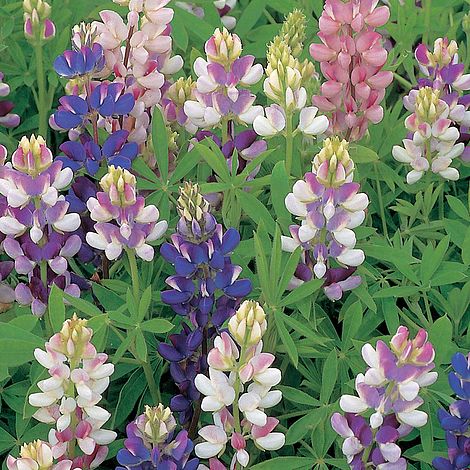 Lupin Pixie Delight - Seeds