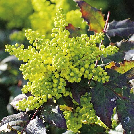 Mahonia aquifolium