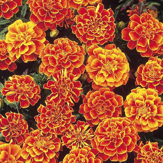 French Marigold 'Queen Sophia' - Seeds