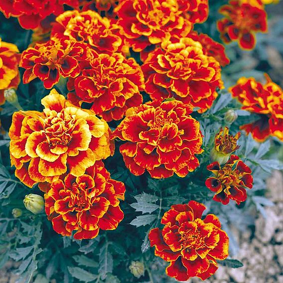 French Marigold 'Queen Sophia' - Seeds