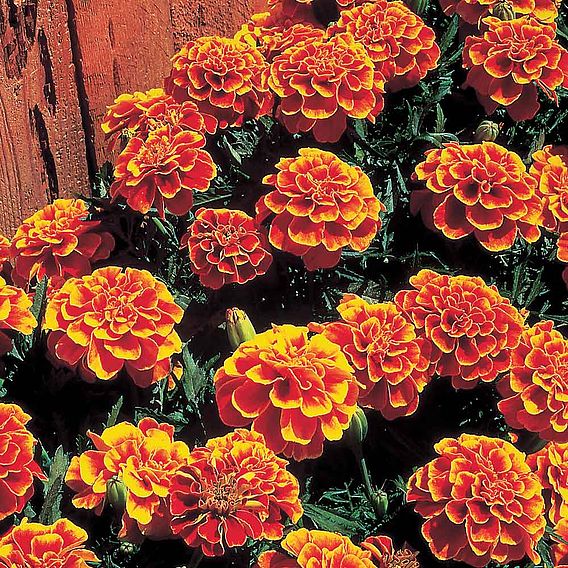 French Marigold 'Queen Sophia' - Seeds