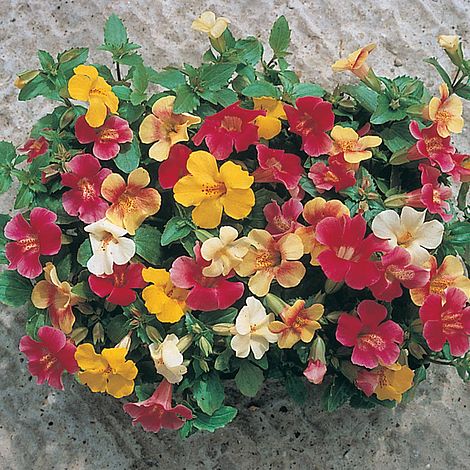 Mimulus F1 Magic Mixed - Seeds