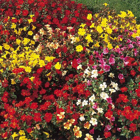 Mimulus F1 Magic Mixed - Seeds