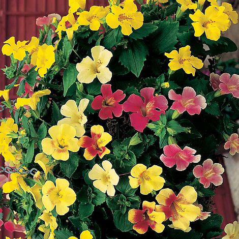 Mimulus F1 Magic Mixed - Seeds