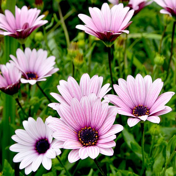 Osteospermum Sennen Sunrise Plants 