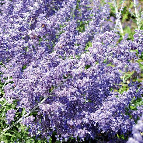 Perovskia atriplicifolia 'Little Spire'