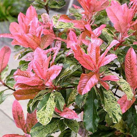 Photinia 'Pink Crispy'