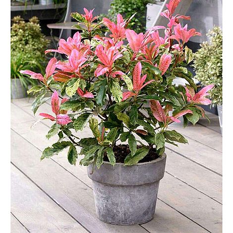 Photinia 'Pink Crispy'