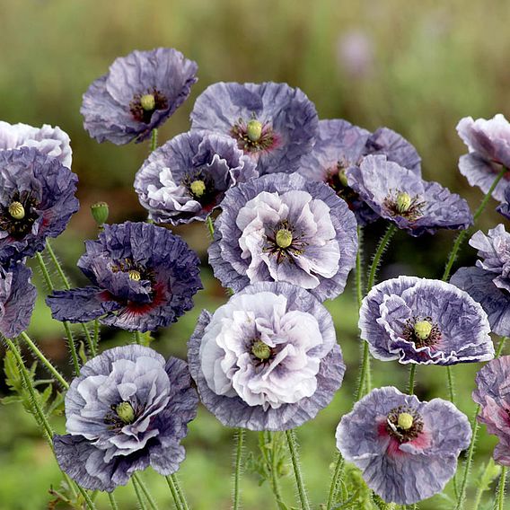 Poppy 'Amazing Grey' - Seeds