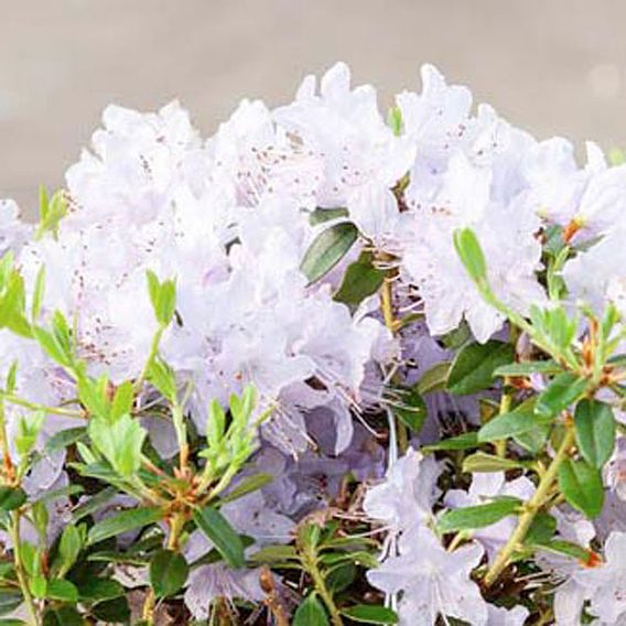 Rhododendron 'Blue Tit'