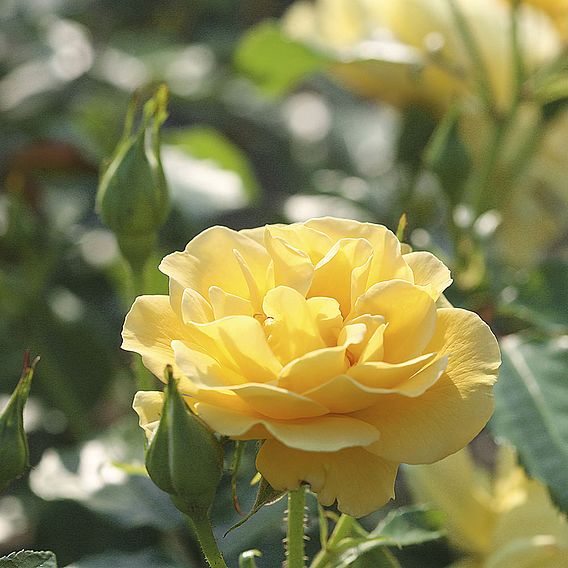 Rose 'Precious Gold' (Floribunda Rose)