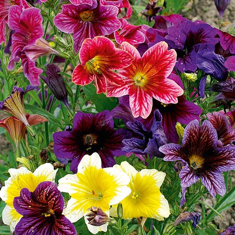 Salpiglossis Velvet Dolly - Seeds