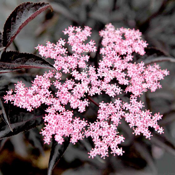 Sambucus nigra f. porphyrophylla 'Black Beauty'