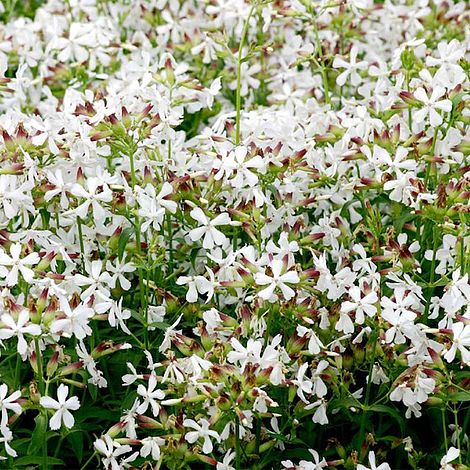 Saponaria White Beauty - Seeds