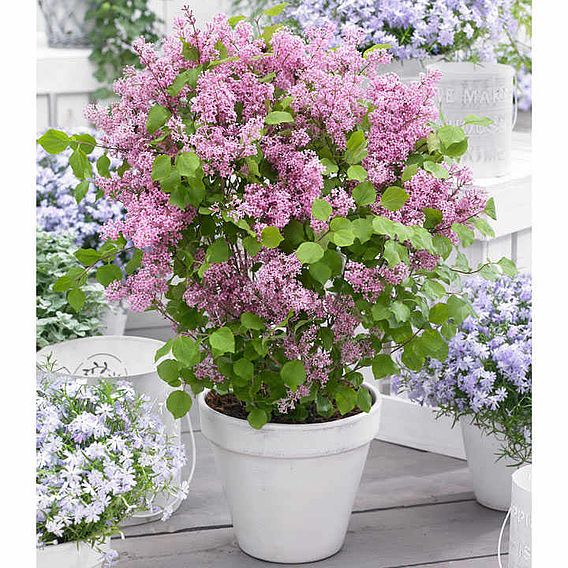 Lilac Dwarf 'Flowerfesta® Pink'