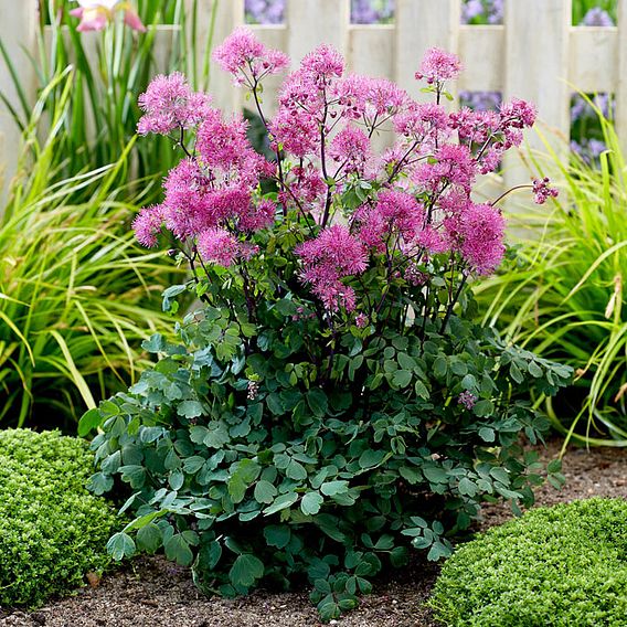 Thalictrum 'Little Pinkie'