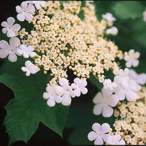 Viburnum trilobum 'Wentworth'