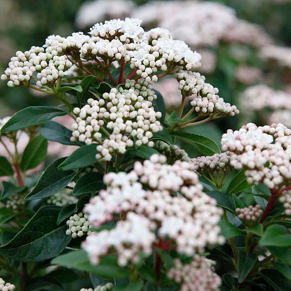 Viburnum tinus 'Eve Price'