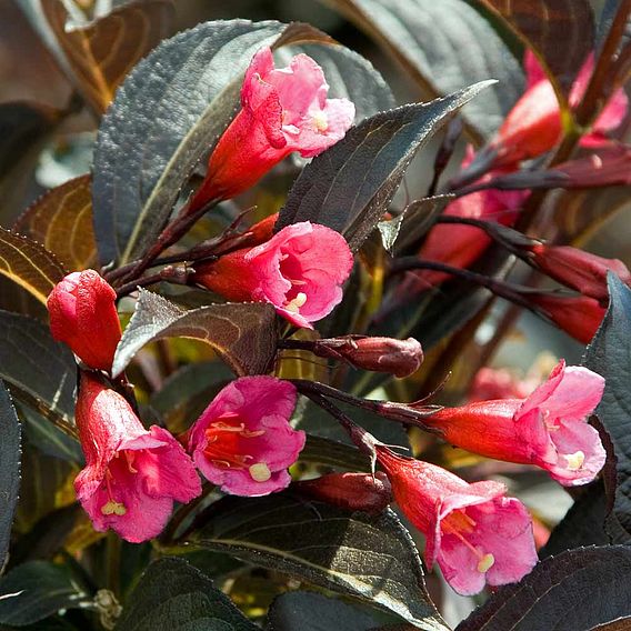 Weigela florida 'Alexandra'