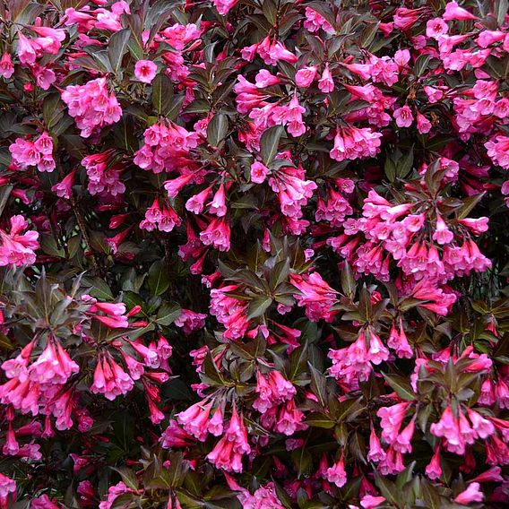 Weigela florida 'Alexandra'