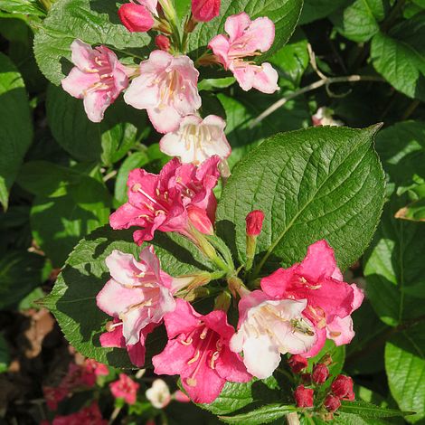 Weigela Carnaval