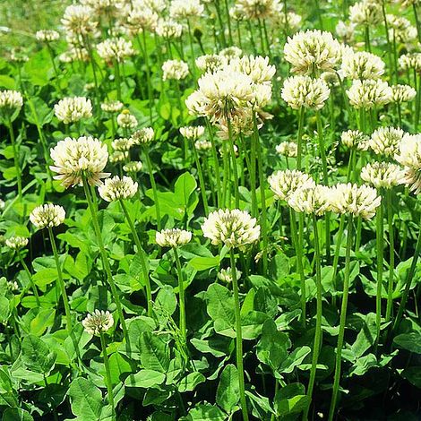 Trifolium Repens | Suttons