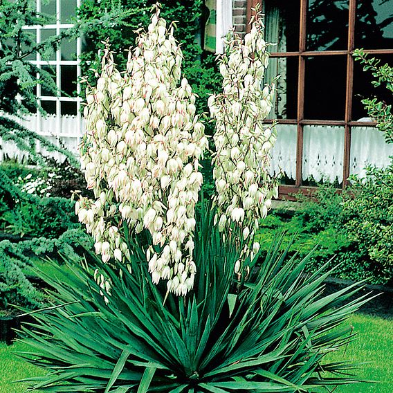 Yucca filamentosa | Suttons