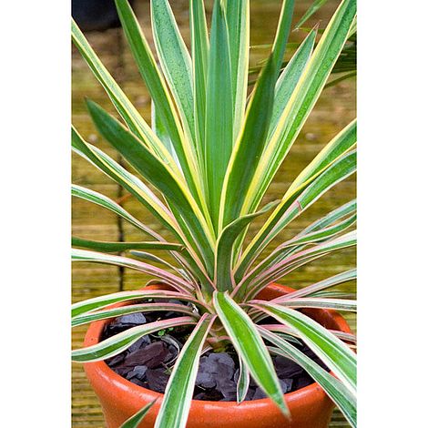 Yucca gloriosa 'Variegata'