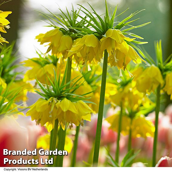 Fritillaria imperialis 'Maxima Lutea'