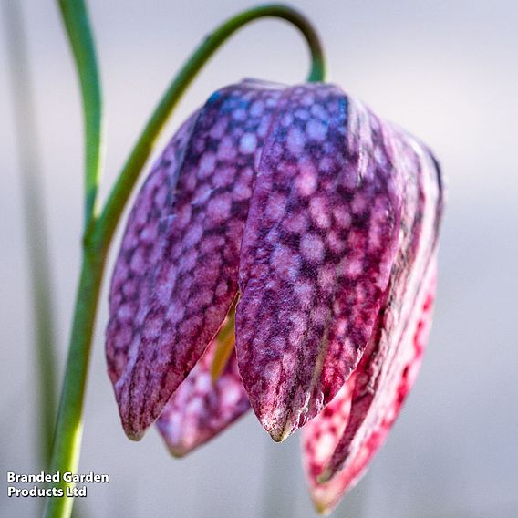 Fritillaria 'Spring Bells'