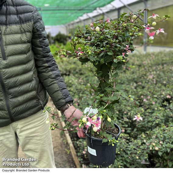 Fuchsia 'Elma' (Standard)