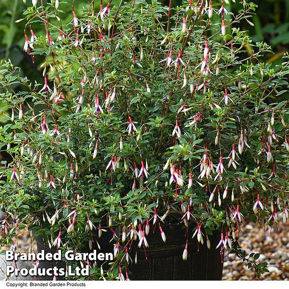 Fuchsia magellanica 'Arauco'