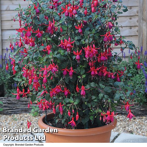 Fuchsia 'Pink Fizz' (Hardy)