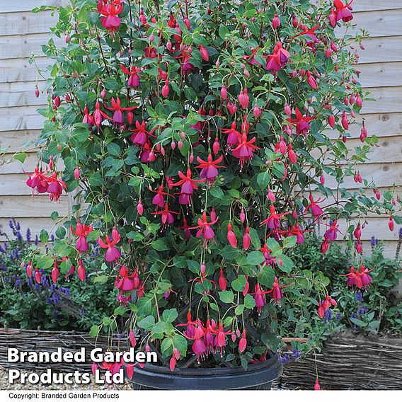 Fuchsia 'Pink Fizz' (Hardy)