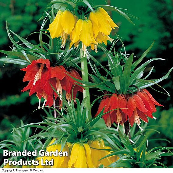 Fritillaria imperialis Duo