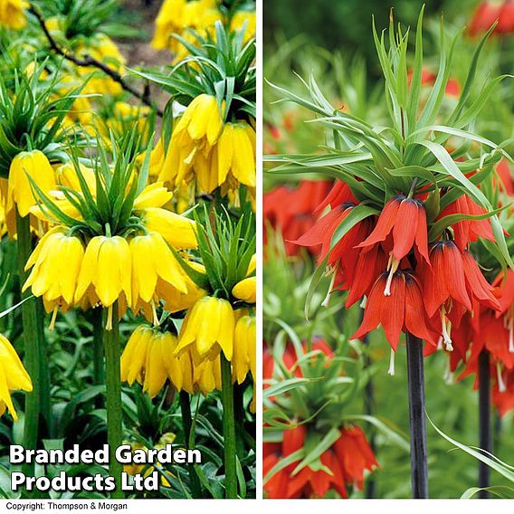 Fritillaria imperialis Duo