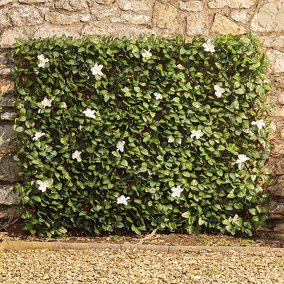 White Flower Folding Hedge Trellis