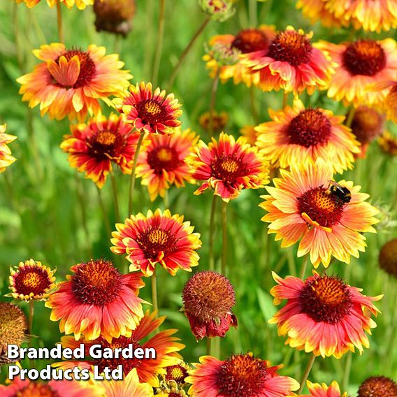 Gaillardia aristata Giant hybrids