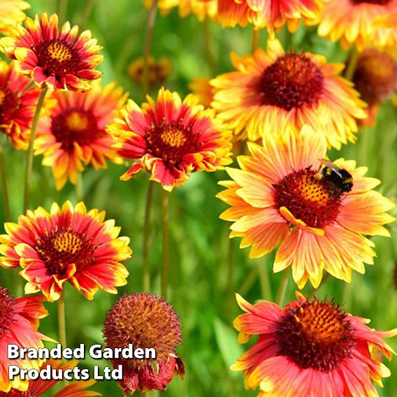 Gaillardia aristata Giant hybrids