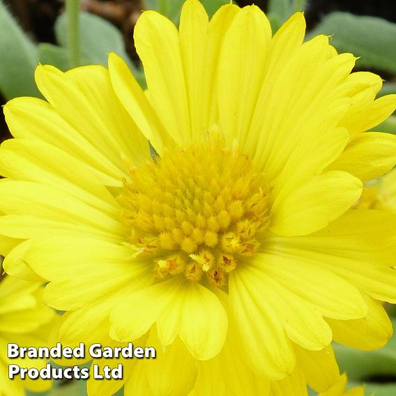 Gaillardia aristata 'Mesa Yellow'