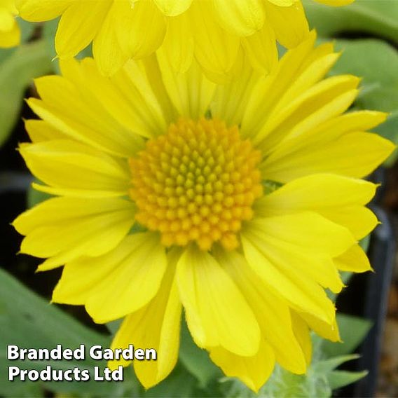 Gaillardia aristata 'Mesa Yellow'