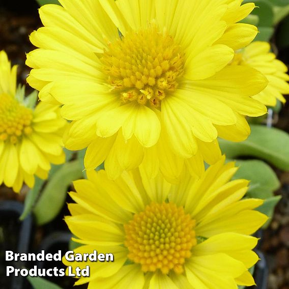 Gaillardia aristata 'Mesa Yellow'