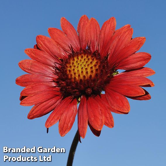 Gaillardia aristata 'Burgundy'