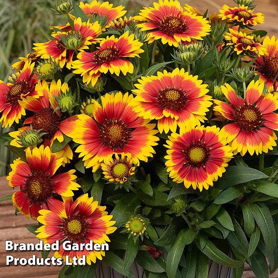 Gaillardia 'Guapa Collection'