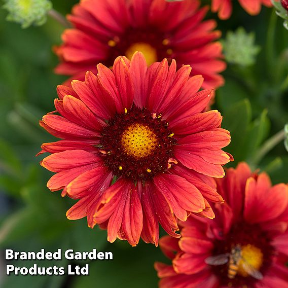 Gaillardia 'Guapa Red'