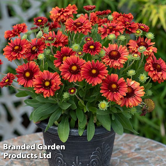 Gaillardia 'Guapa Collection'