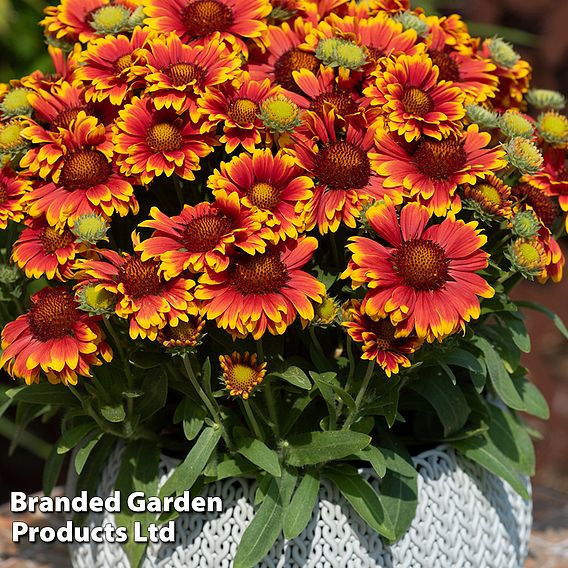 Gaillardia 'Guapa Collection'