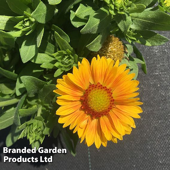 Gaillardia 'Guapa Yellow'